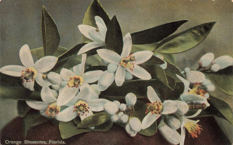 Postcard FL Orange Blossoms Flowering Plant "Sunshine State" Flowering Plants