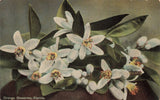Postcard FL Orange Blossoms Flowering Plant "Sunshine State" Flowering Plants