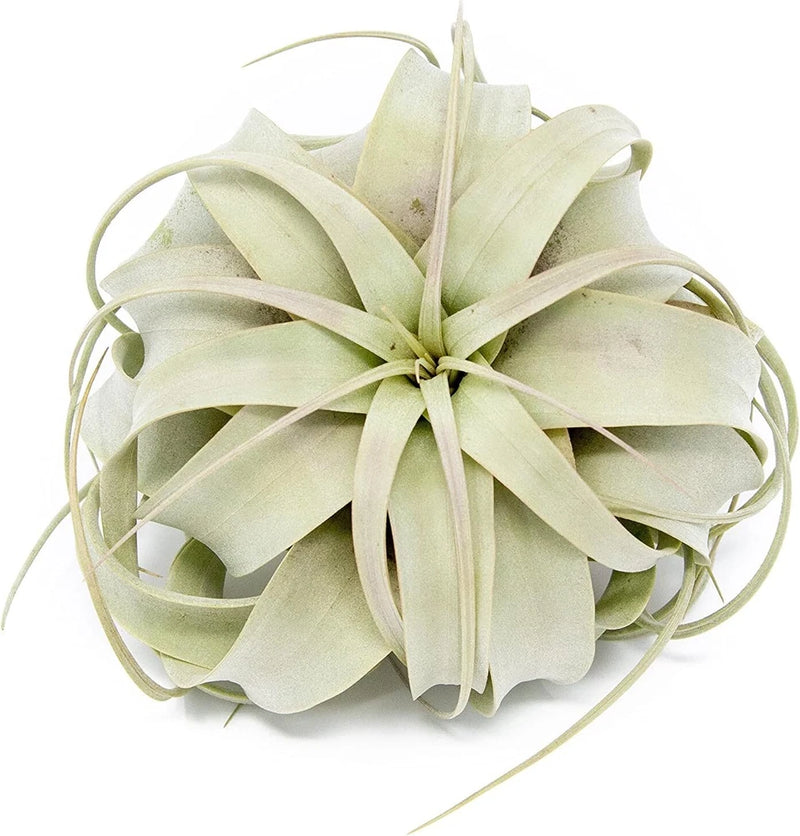 Xerographica Air Plants-Varied Sizes, Wholesale Bulk, Easy Care, 30Day Guarantee Green Plant