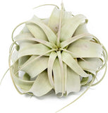 Xerographica Air Plants-Varied Sizes, Wholesale Bulk, Easy Care, 30Day Guarantee Green Plant