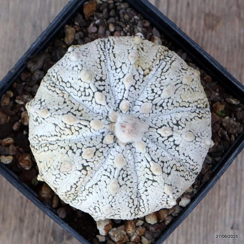 D4887 ASTROPHYTUM SUPERKABUTO pot10-H6-W9 cm  MaMa Cactus Green Plant