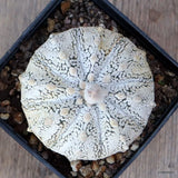 D4887 ASTROPHYTUM SUPERKABUTO pot10-H6-W9 cm  MaMa Cactus Green Plant
