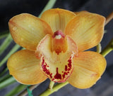 Orchids Cymbidium Ruby Valentine #1 Orchids