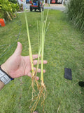 Vetiver live plant for EROSION CONTROL Green Plant