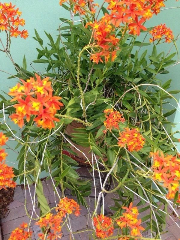 Reed stem orchid plant with bright orange clustered blossoms and green leaves