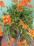 Reed stem orchid, ground-rooting orchid Orchids