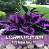 Black and purple hosta fox seeds - 100 seeds. Rare perennial shade-tolerant foli Lily