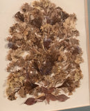 Vintage Handmade Dried Flowers Artwork Matted Floral Design Frame W/Glass EUC Dried Flower