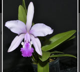 In bud Cattleya Thayeriana Fragrant Live Orchid Budding Flowering Purple Plant Orchids