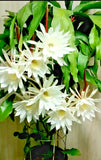 Two Cuttings NIGHT BLOOMING CEREUS EPIPHYLLUM OXYPETALUM CACTUS ORCHID 8"-10" Orchids