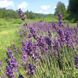 English Lavender Seeds (Lavandula angustifolia) ~Herb Pollinator Garden Garden Plants