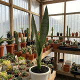 Sansevieria Tf Laurentii Green Line Snake Plant Rare Unique Green Plant