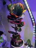 Mrs. Iceton Croton Plant Orchids