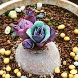 2.5-3cm Succulent Cactus Plant Euphorbia Fischeriana Garden Beautiful Plant Garden Plants