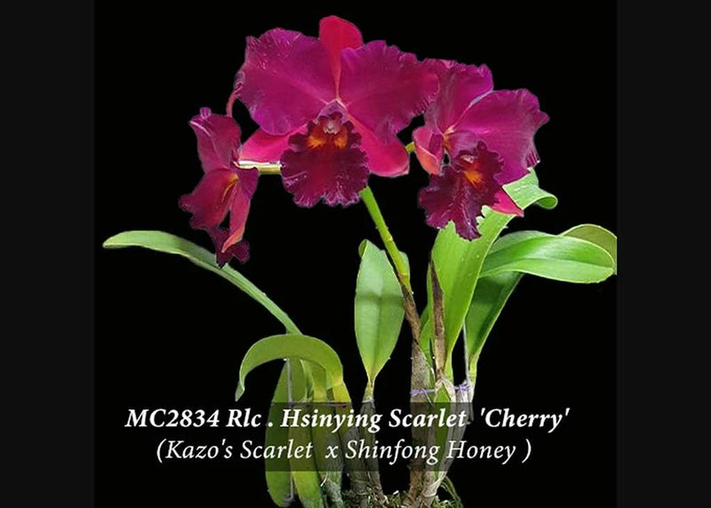 Purple and magenta orchid plant with three blooms and green leaves