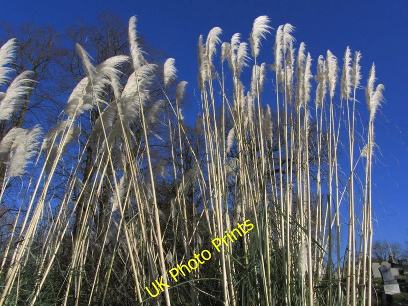 Photo 6x4 Pampas grass, St Chad's Churchyard, Winsford Winsford/SJ6566  c2015 Pampas Grass