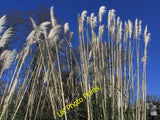 Photo 6x4 Pampas grass, St Chad's Churchyard, Winsford Winsford/SJ6566  c2015 Pampas Grass