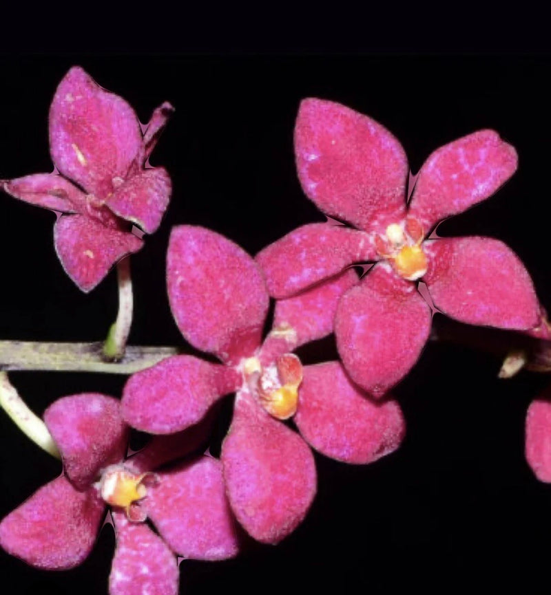 Pink orchid flowers with five petals and yellow centers on green stems