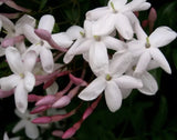 Organic Live Pink Jasmine Polyanthum Cuttings: Amazing Fragrance. Rapid Grower. Flowering Plants