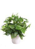 Artificial Philodendron Houseplant in White Pot, Green Plastic Arrangement Green Plant