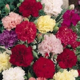 50 Carnation Seeds Chabaud Mix Flower Seeds Flower Seeds Carnation