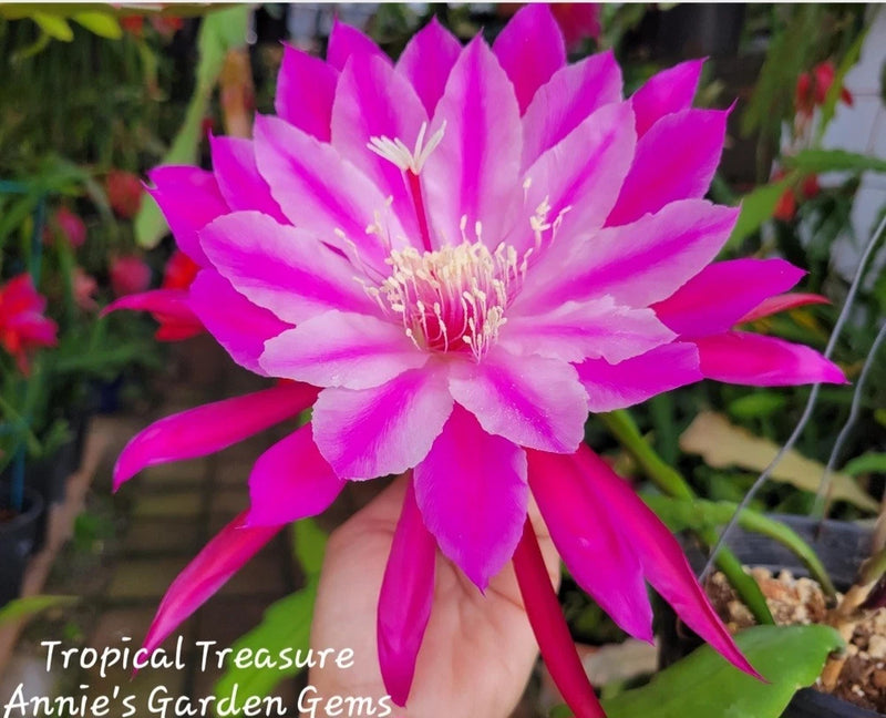 Epiphyllum orchid cutting with bright pink fuchsia flower and pale center