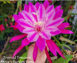 Epiphyllum Tropical Treasure Unrooted Cuttings - 8 to 10 inches long Orchids