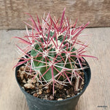 D6296 FEROCACTUS CHRYSACANTHUS RED pot10-H8-W7 cm MaMa Cactus Green Plant
