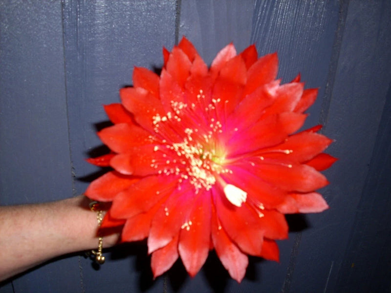 Orange-red orchid cactus flower with fringed petals and yellow center