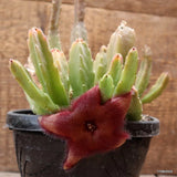 D4662 STAPELIA HIRSUTA pot15-H16-W19 cm MaMa Cactus Green Plant