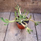 D1216 EUPHORBIA INERMIS pot10-H12-W29 cm MaMa Cactus Green Plant