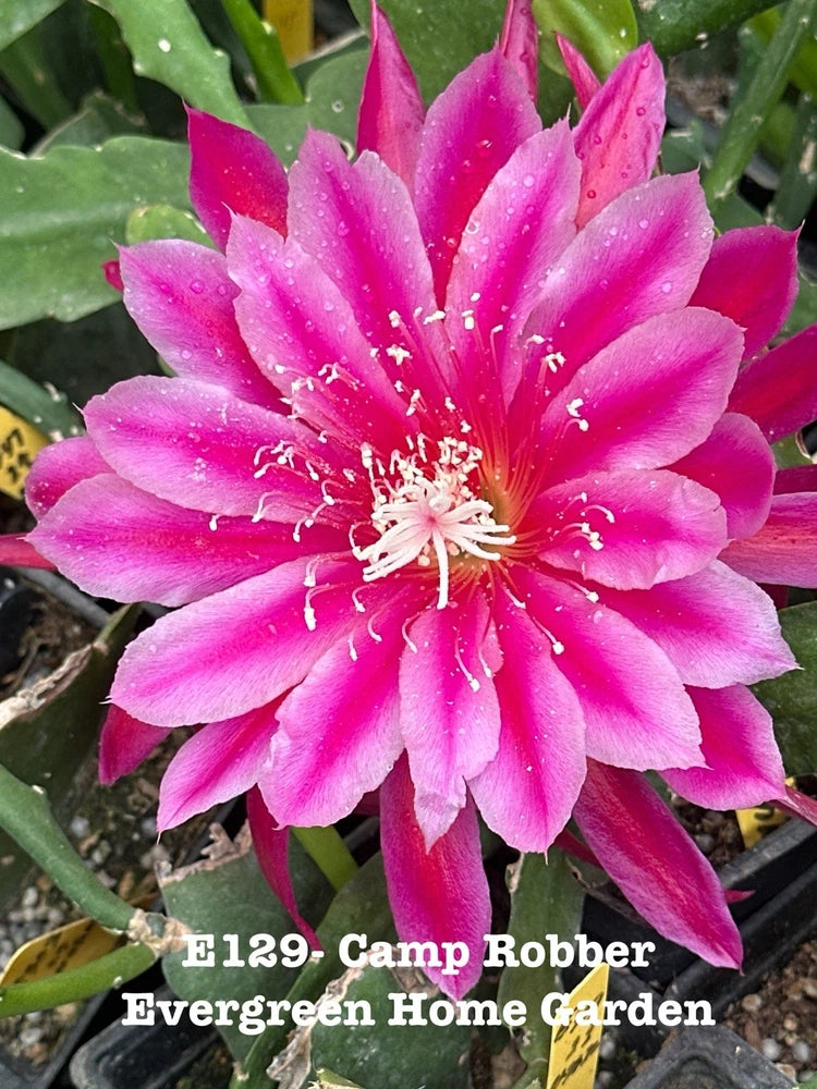 Epiphyllum orchid cactus in 4-inch pot with bright pink flower