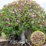 Desert Rose Adenium Arabicum 'Phet-Ban-Na' Pink Flower Short Plant Fresh 50seeds Flowering Plants