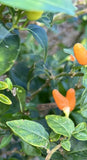 50+ Birdseye Hawaiian Chili Pepper Seeds HOT | Fresh Garden Seeds Garden Plants