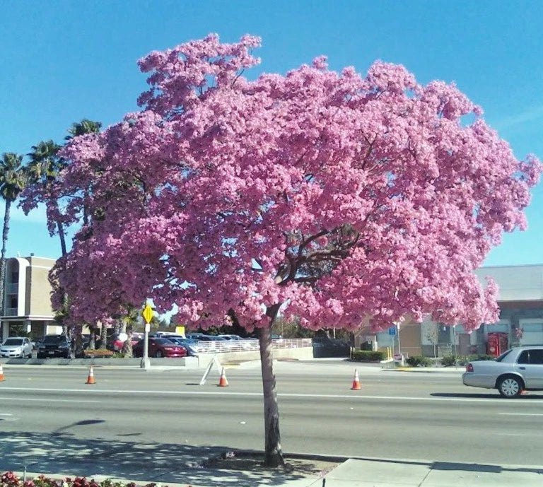 Tabebuia heterophylla, pink trumpet tree exotic flowering white cedar 100 seeds Orchids