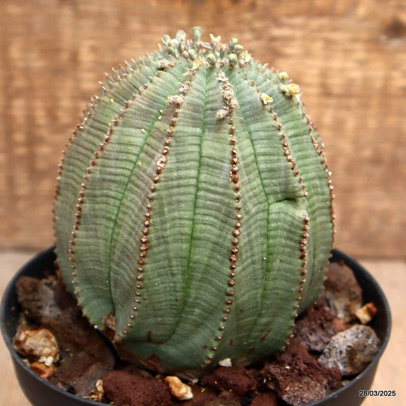 D2307 EUPHORBIA OBESA MULTIRIBS pot12-H11-W9 cm MaMa Cactus Green Plant