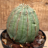 D2307 EUPHORBIA OBESA MULTIRIBS pot12-H11-W9 cm MaMa Cactus Green Plant