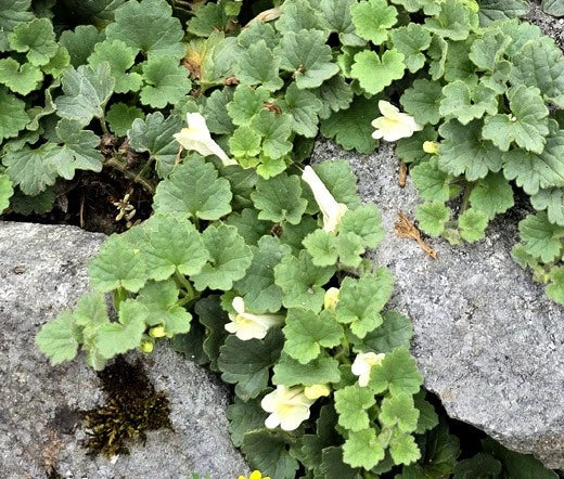 SNAPDRAGON CREEPING Asarina Procumbens - 200 Bulk Seeds Garden Plants
