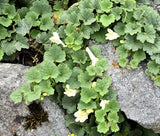 SNAPDRAGON CREEPING Asarina Procumbens - 200 Bulk Seeds Garden Plants