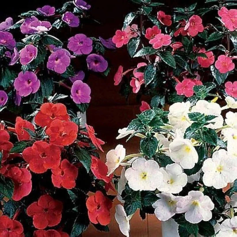 Winter pretty imported   Achimenes Multicolor  Flower Bulbs  pack of 2 bulbs Ranunculus