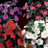 Winter pretty imported   Achimenes Multicolor  Flower Bulbs  pack of 2 bulbs Ranunculus
