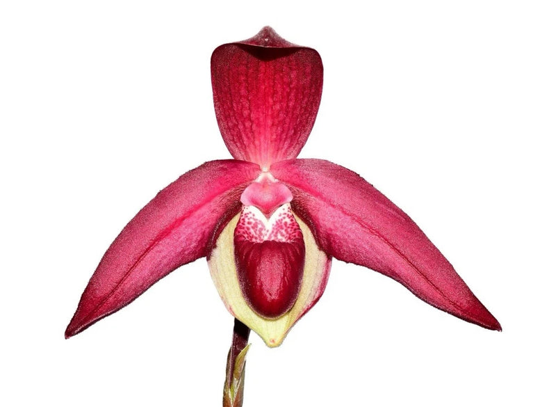 Red and pink slipper orchid flower with curved petals and yellow throat