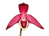 Phragmipedium Janela Portilla Red  Orchid Hybrid Pink Raspberry Fresh 4Ó RePot Orchids