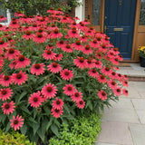 100 Red Coneflower Seeds Ð Hardy Echinacea for Perennial Gardens Garden Plants