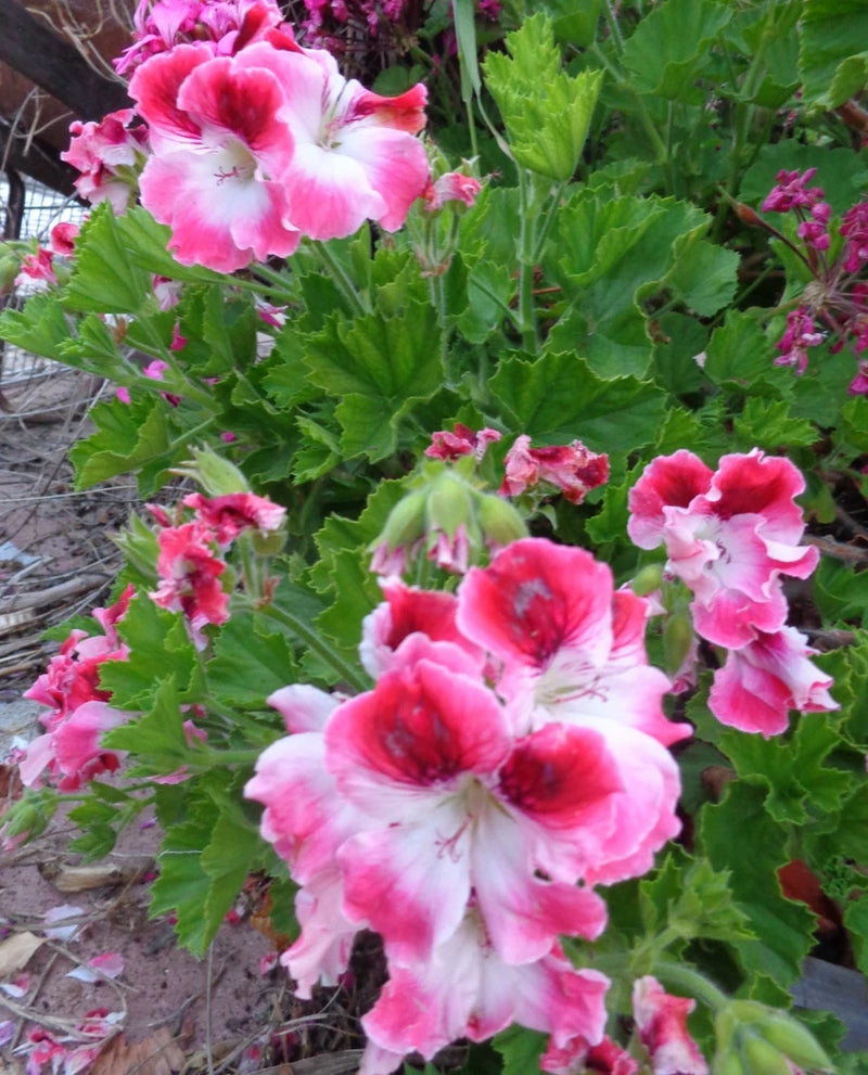 Pink and white geranium flowers with ruffled petals and green leaves