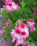 STUNNING PINK & WHIT PELARGONIUM FANCY REGAL GERANIUM 2 X 6'' LIVE PLANT CUTTING Orchids