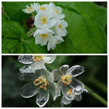 5 Seeds Diphylleia Grayi Skeleton Flower White Crystal Petals Perennial Plants Flowering Plants
