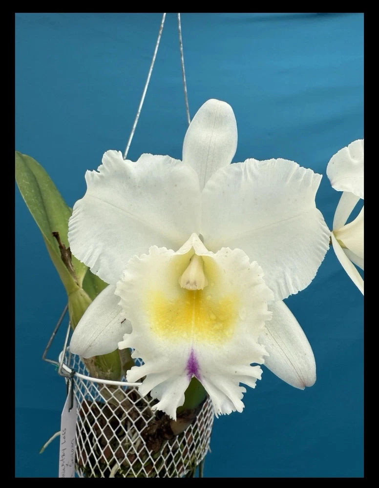 White orchid blossom with yellow center and purple-violet accents in a small net pot