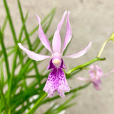 ORCHID PLANTS Vanda falaca x  pap hooker 4 in pot Orchids