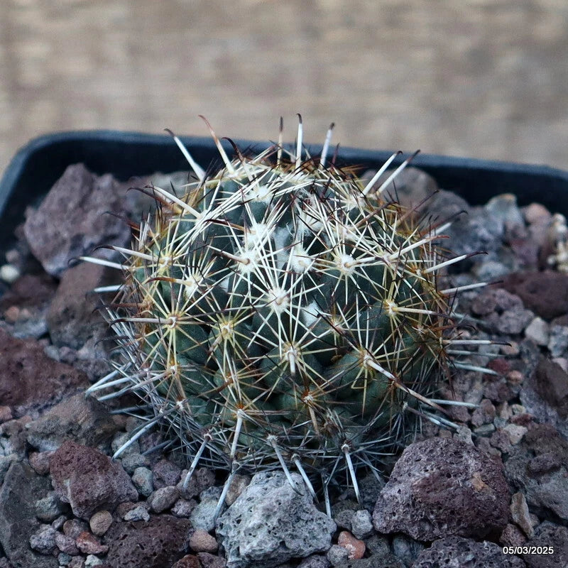 D3402 CORYPHANTHA RUNYONII V. ALPINA pot10-H5-W5 cm MaMa Cactus Green Plant